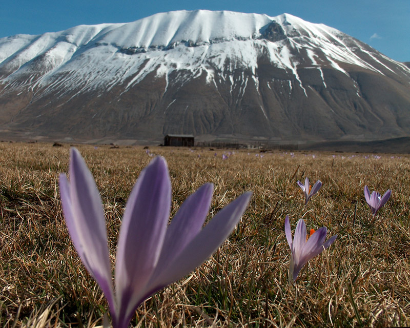 Castelluccio di Norcia  (Pg)